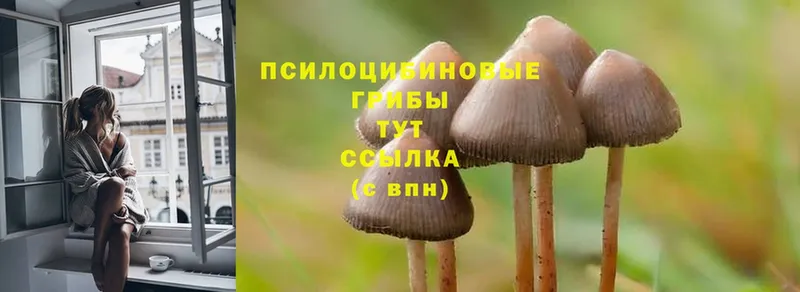 Галлюциногенные грибы Psilocybe  магазин продажи наркотиков  Абинск 